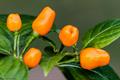 ORANGE HABANERO PEPPER